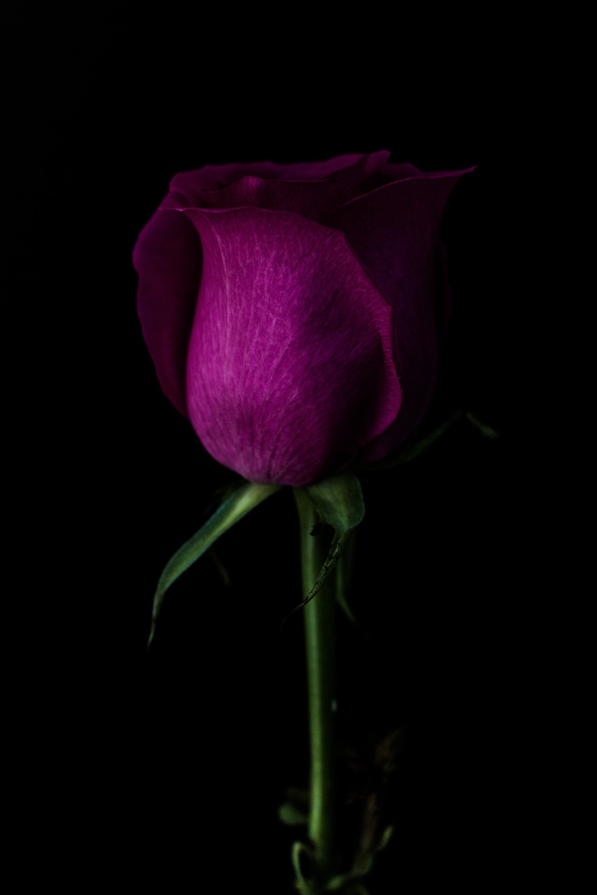 Image - dark green leaf stem violet petal