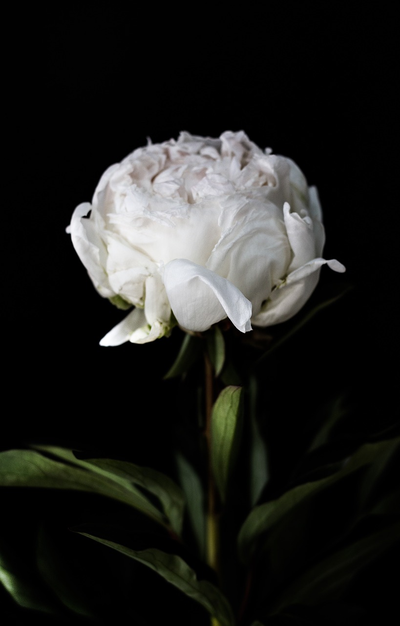 Image - dark green leaf plant white petal