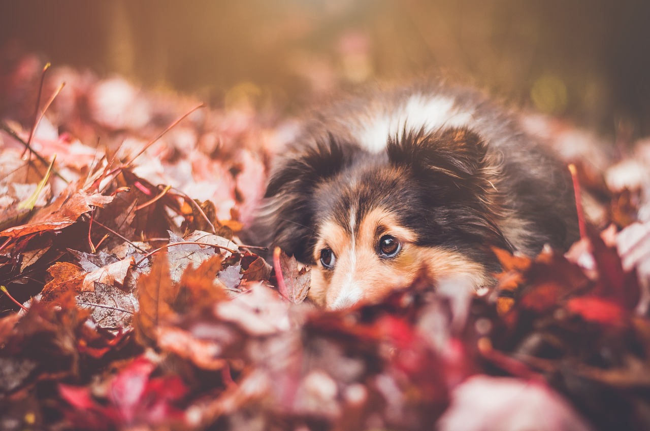 Image - leaf fall autumn black brown dog