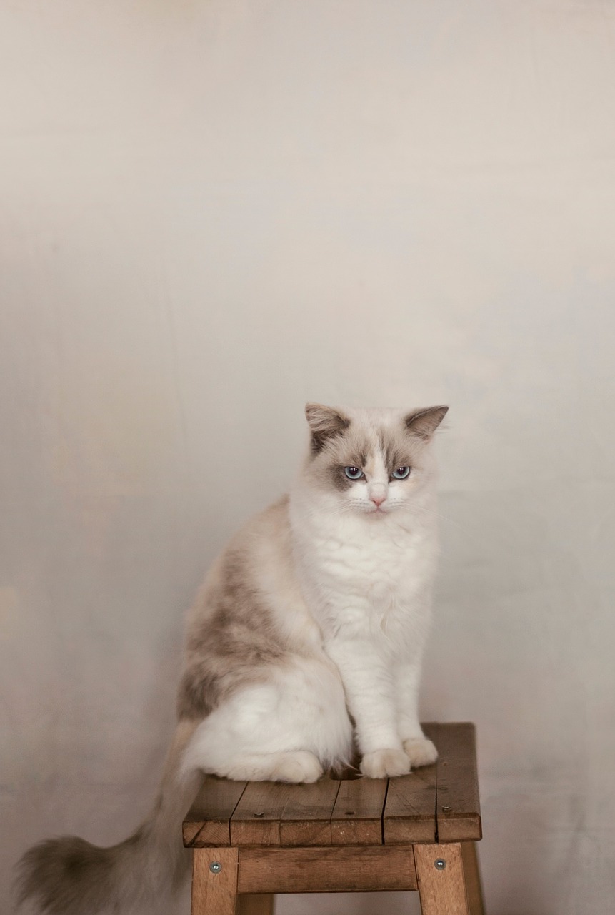 Image - wooden chair table white cat pet