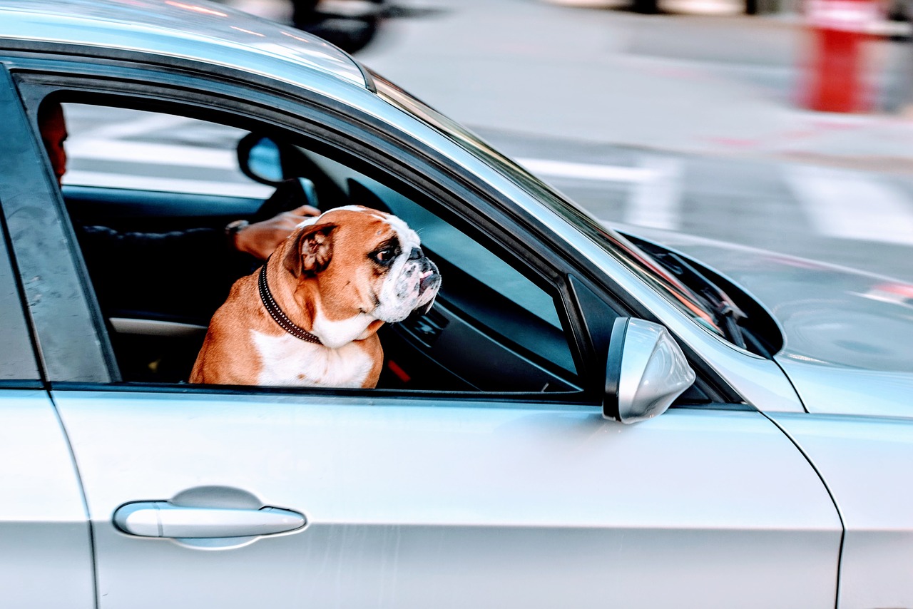 Image - pug dog pet animal car vehicle