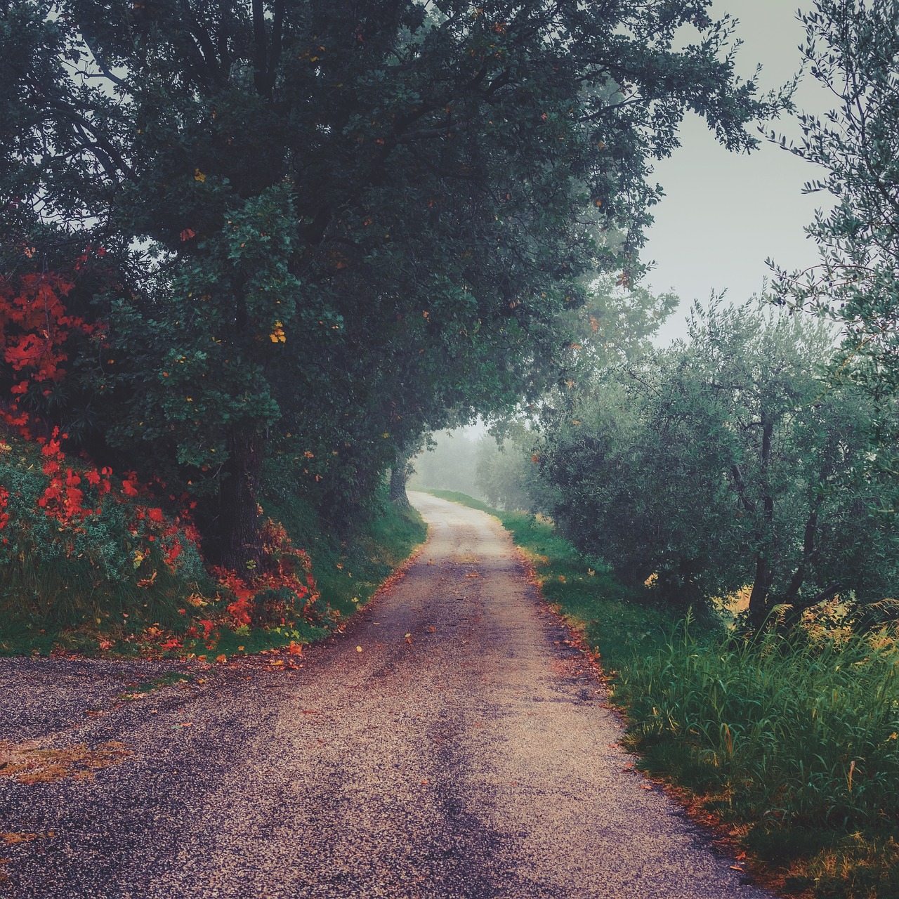 Image - road path green grass tree plant