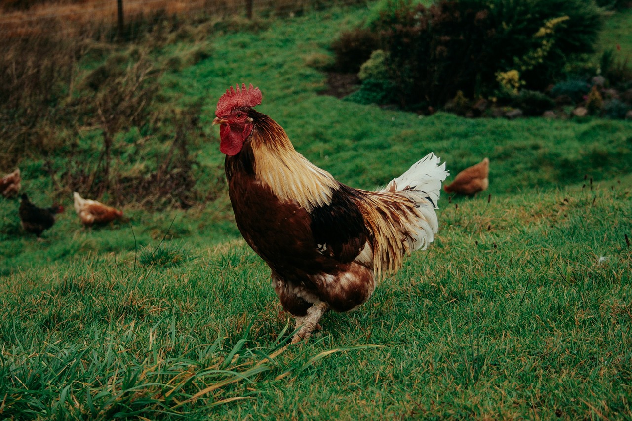 Image - green grass poultry farm animal