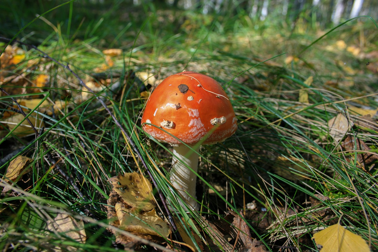 Image - orange mushroom fungus grass