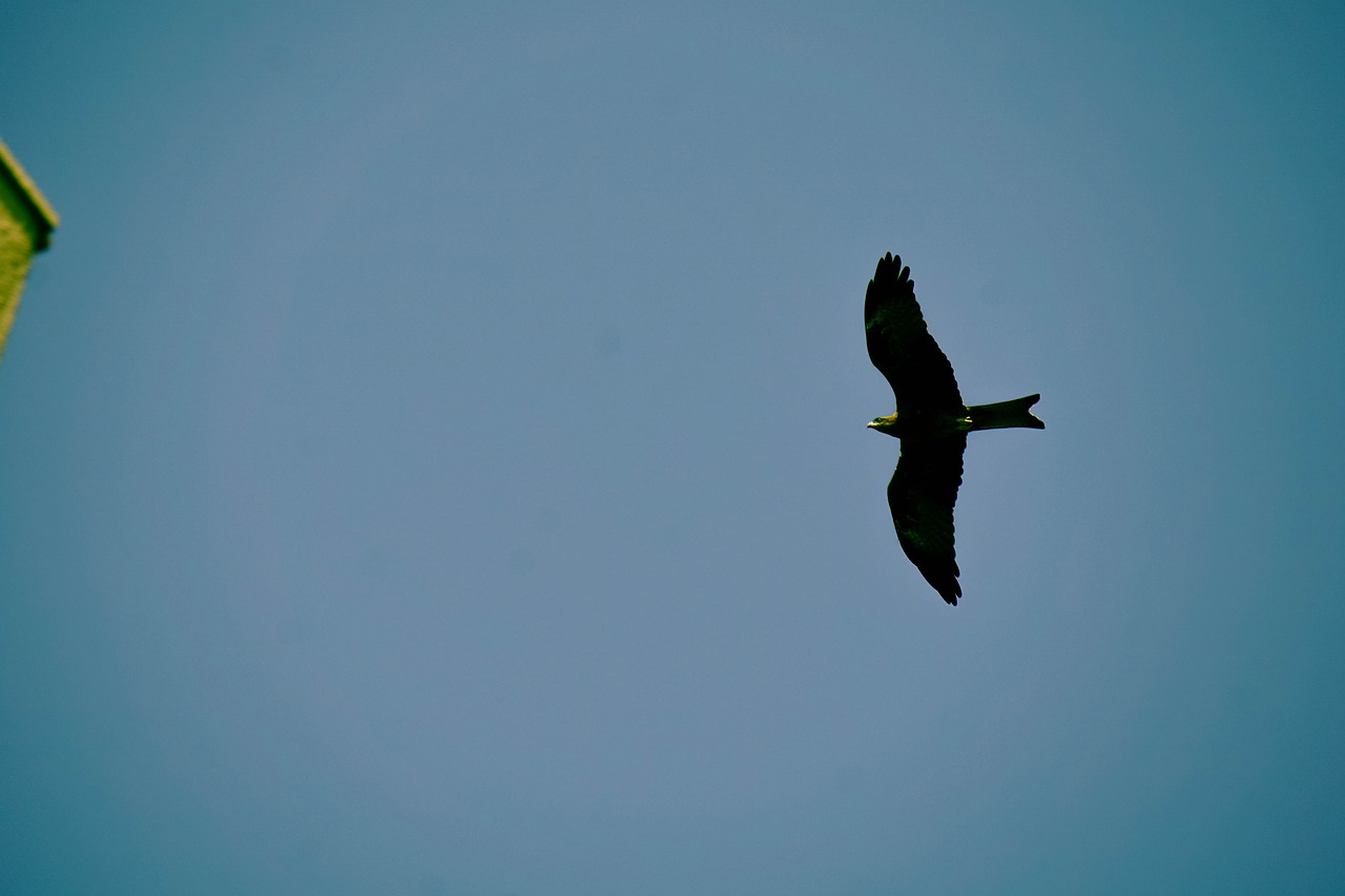 Image - blue sky birds eagle flying