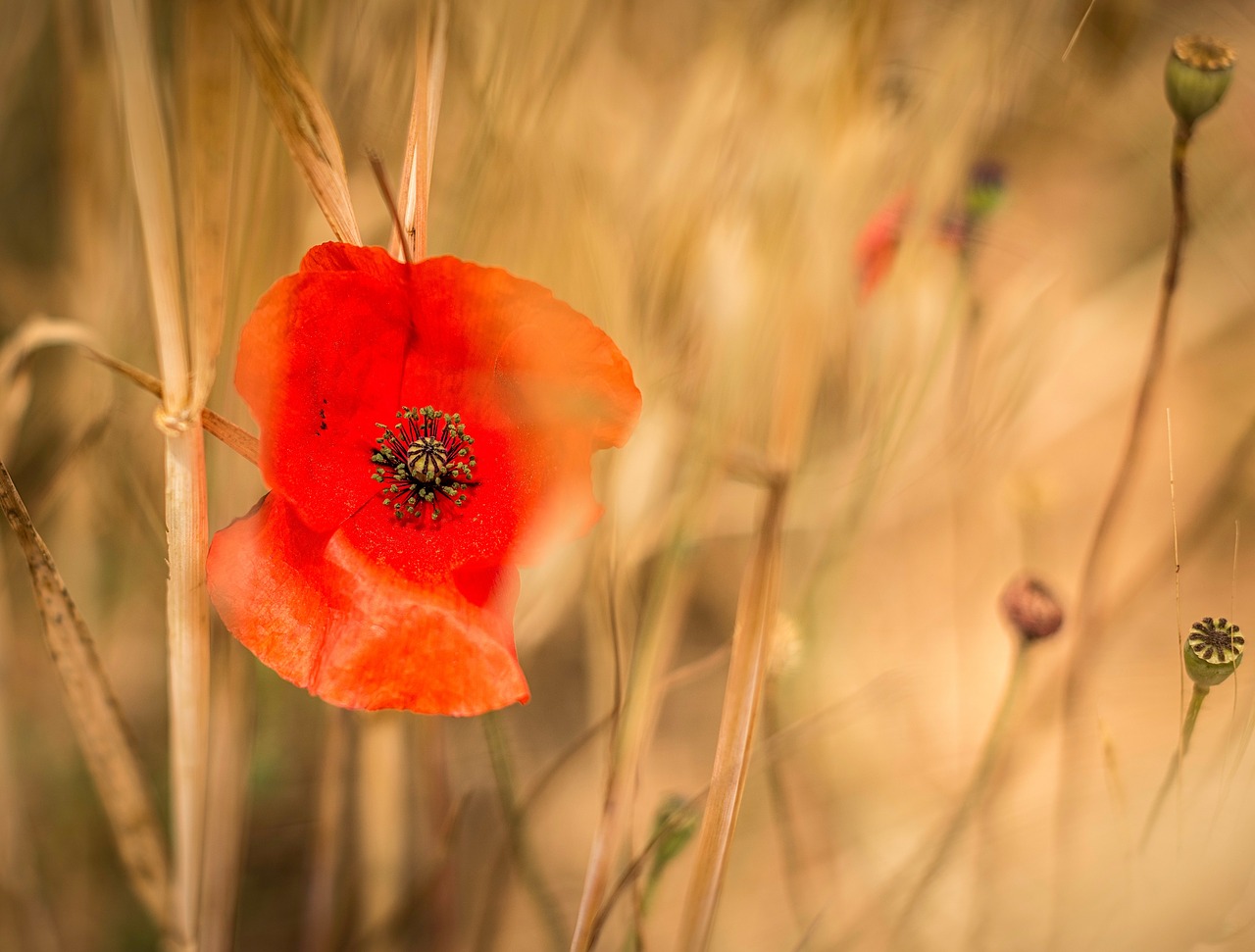 Image - red orange petal flower outdoor