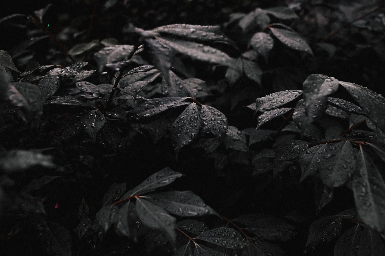 Image - dark plant leaf nature wet water