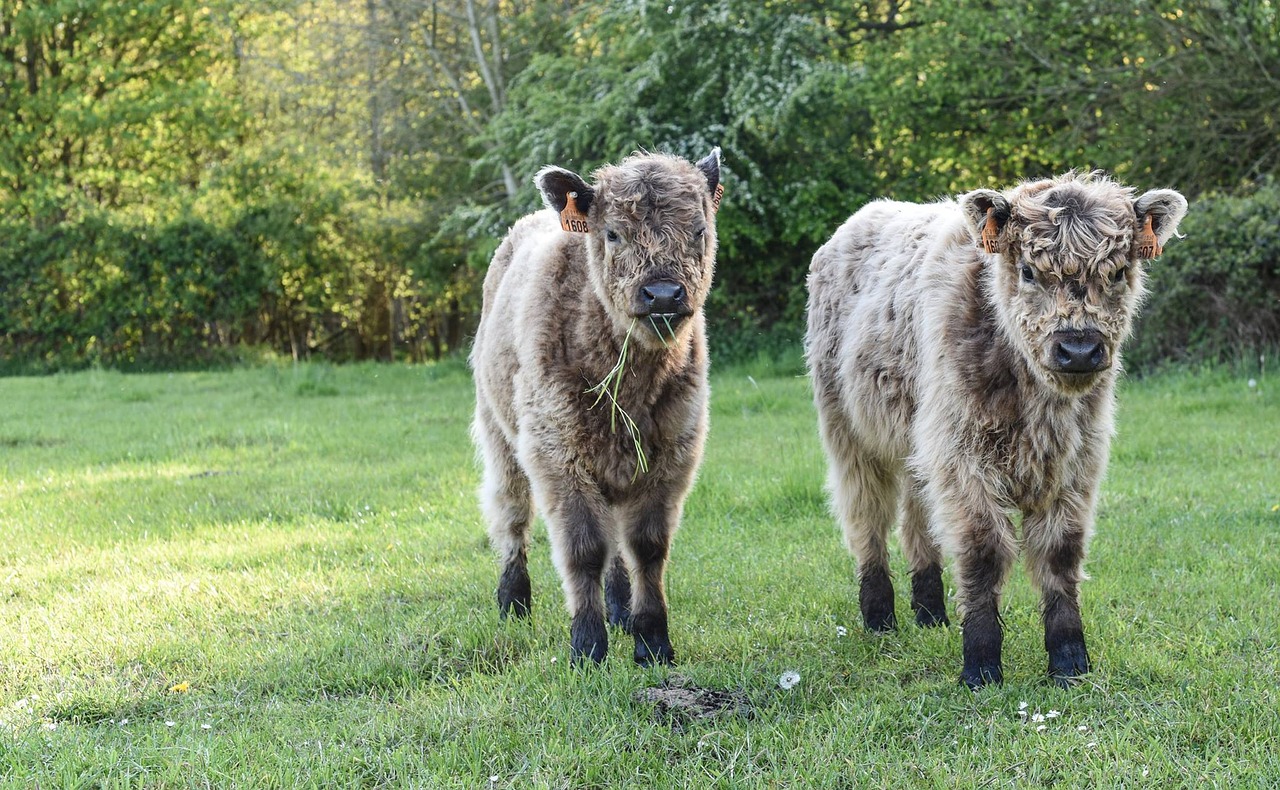 Image - calf cow animal green grass field