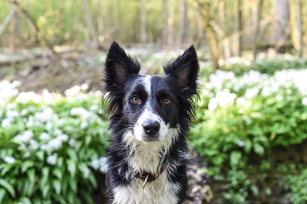 Image - dog pet animal green plant nature