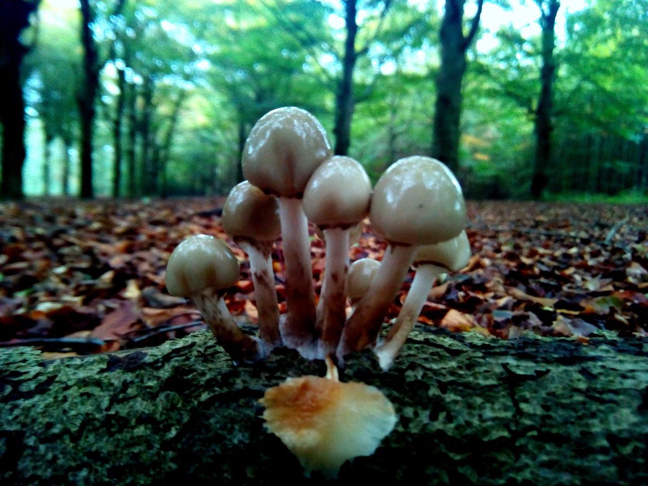 Image - leaf fall mushroom fungus outdoor