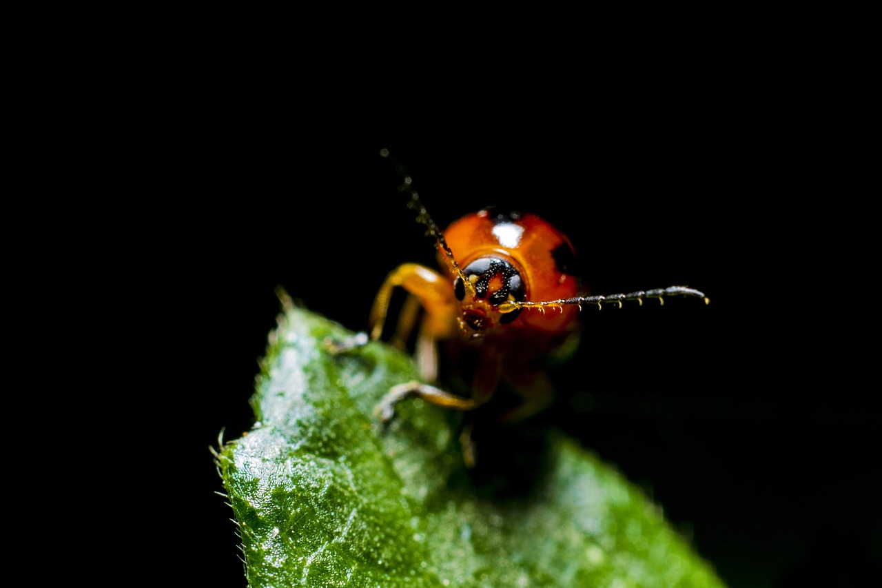 Image - green leaf blur dark beetle bug