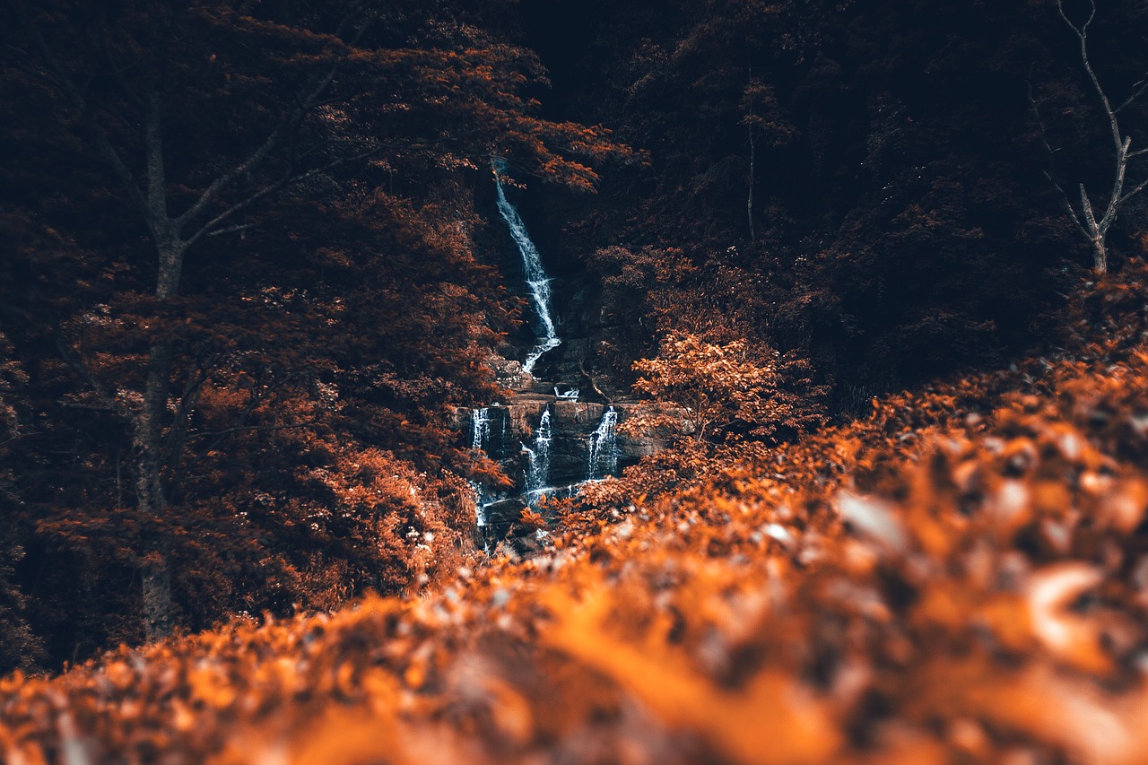 Image - leaf fall autumn blur trees plant