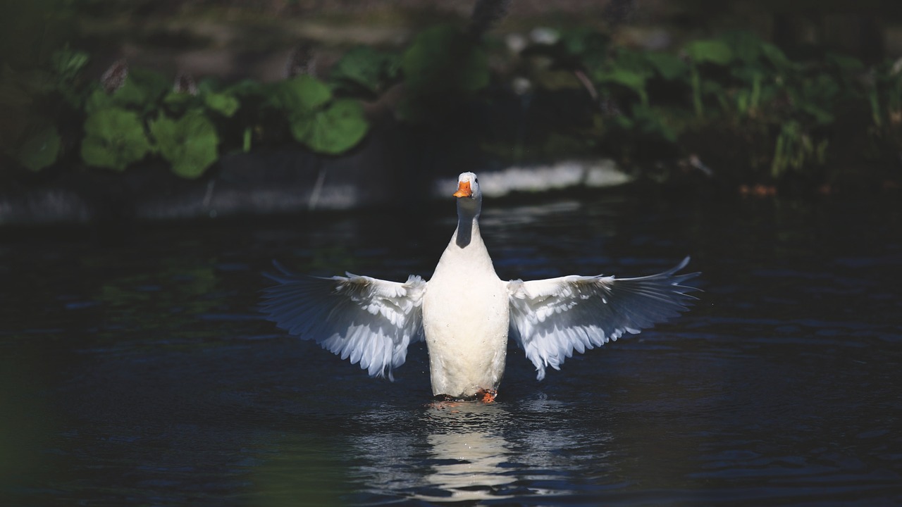 Image - swan duck white animal bird dark