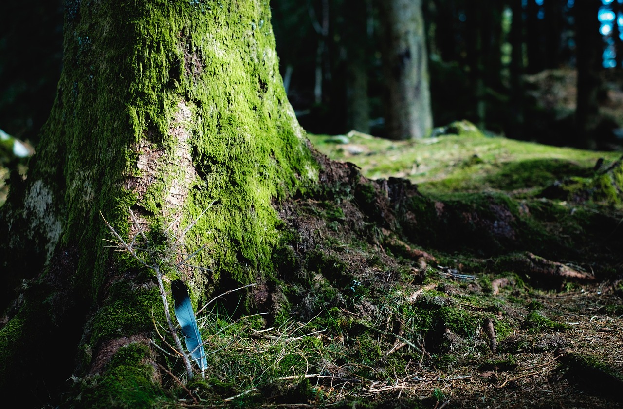 Image - green moss tree wood grass