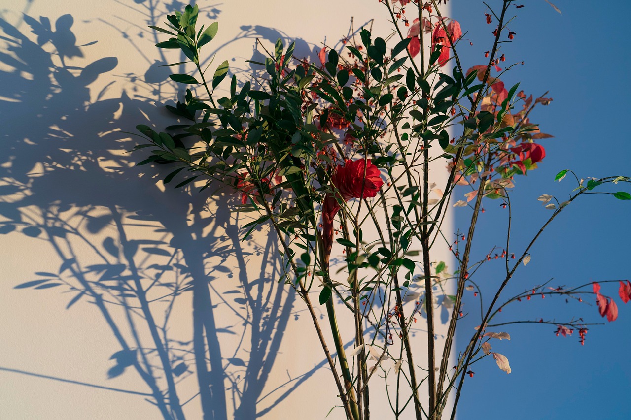 Image - blue sky wall flower plant nature