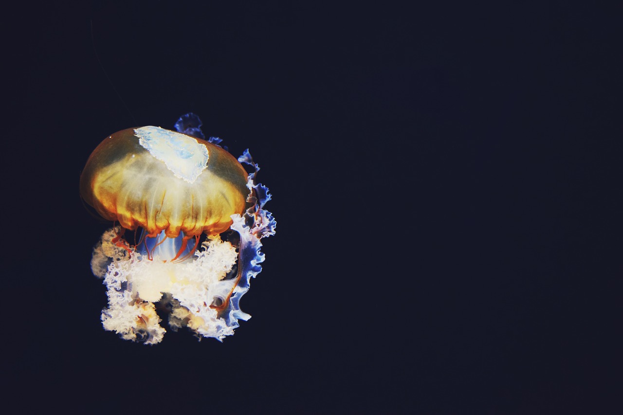 Image - dark colorful light jellyfish