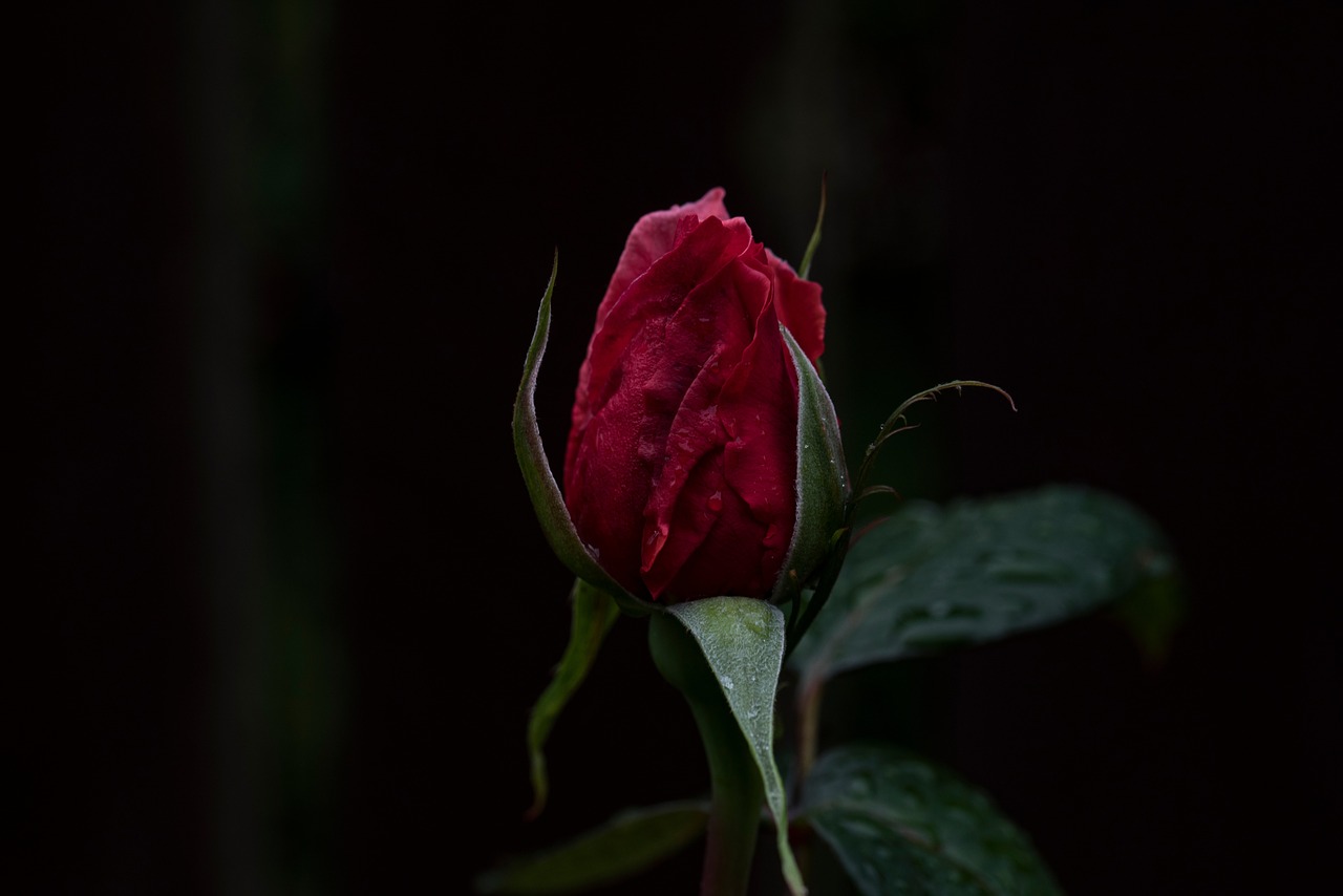 Image - dark red rose flower green leaf