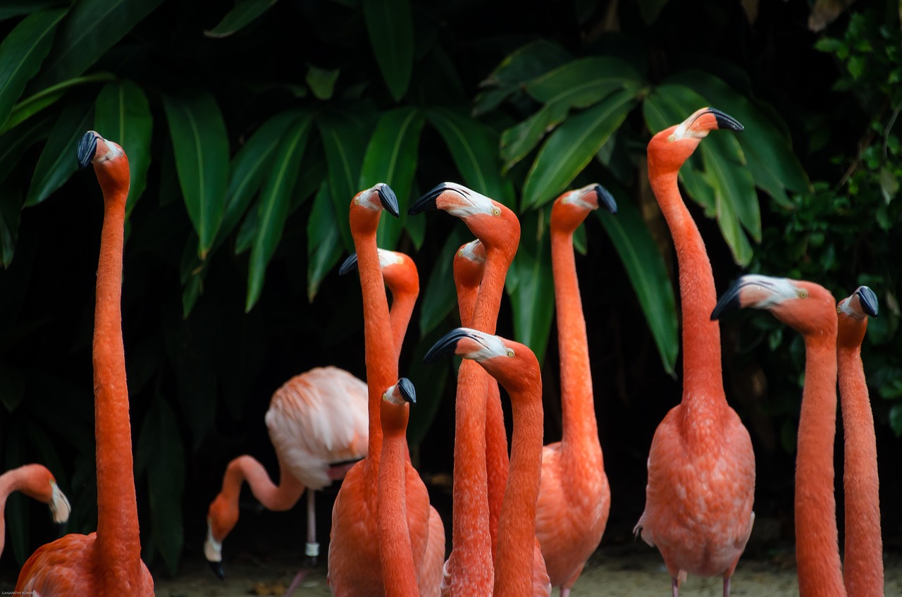 Image - long neck orange birds animal