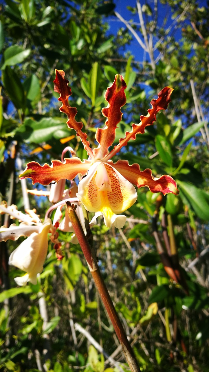Image - orchid star of fire flower exotic