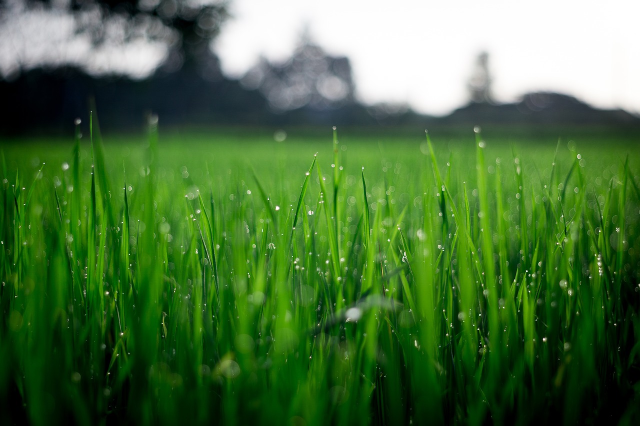 Image - green plant grass agriculture