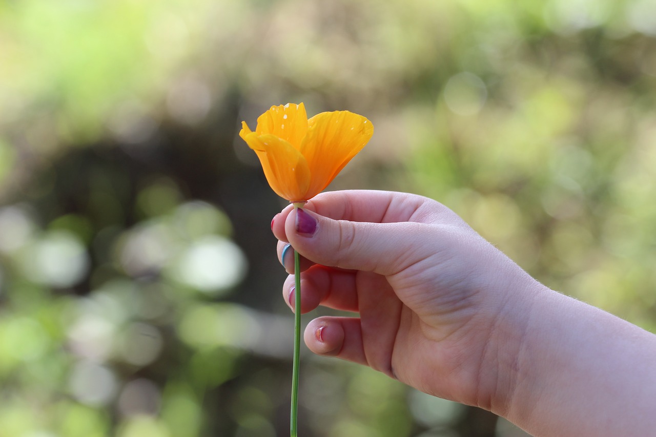 Image - hand flower yellow petal plant