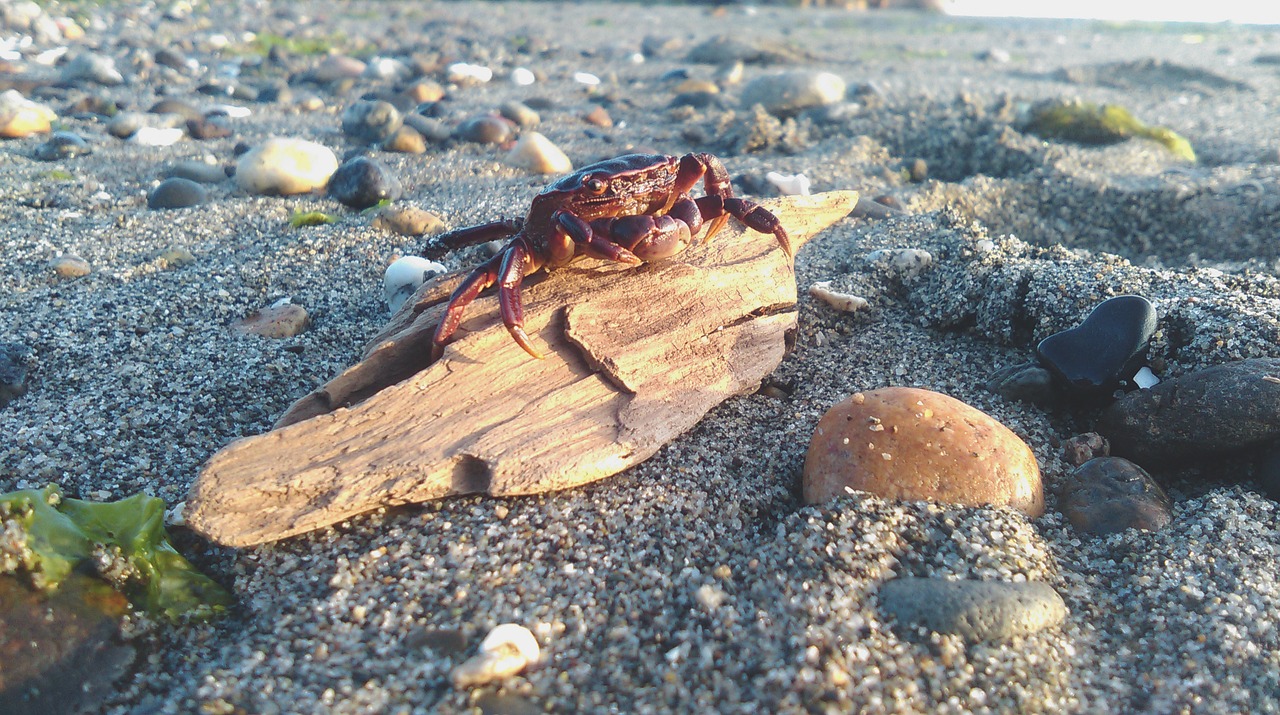 Image - crab animal beach shore coast