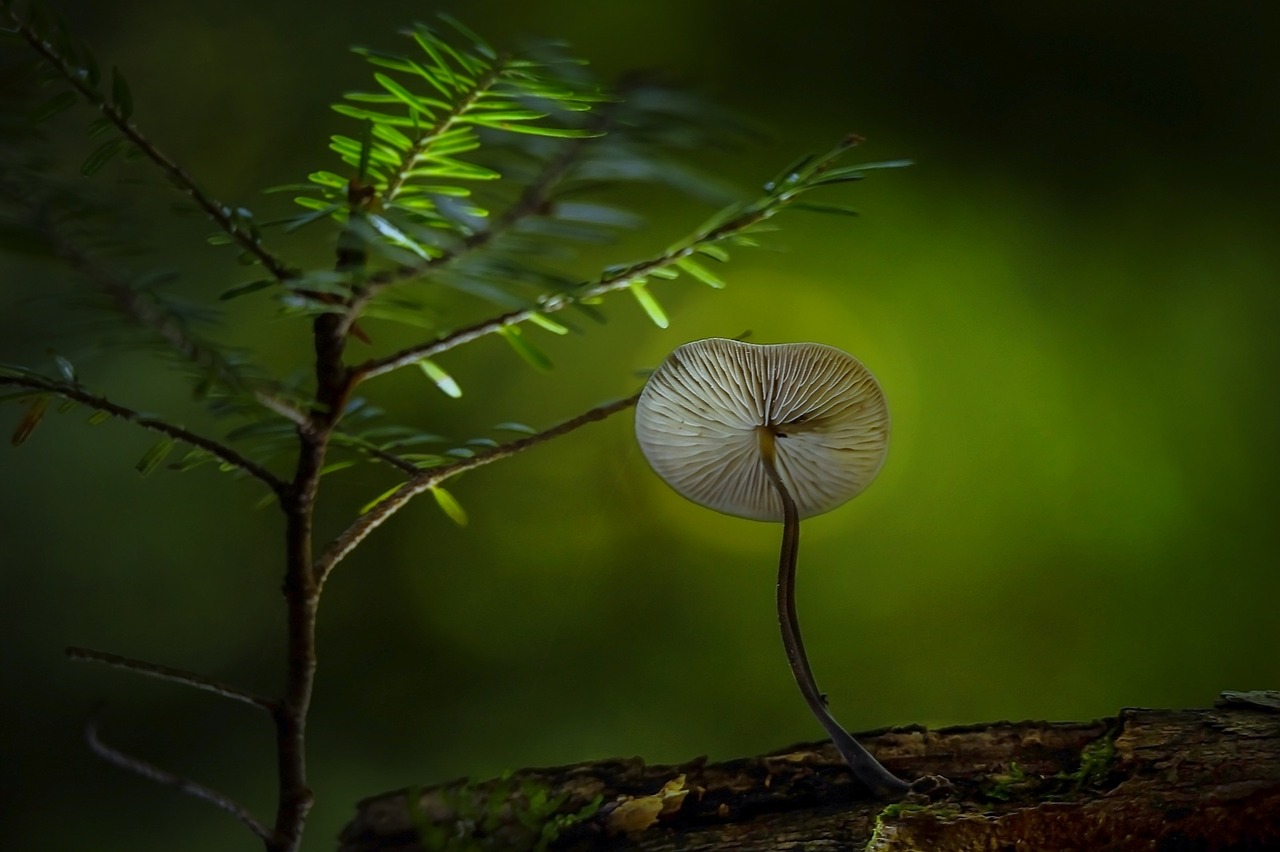 Image - green plant nature mushroom fungus