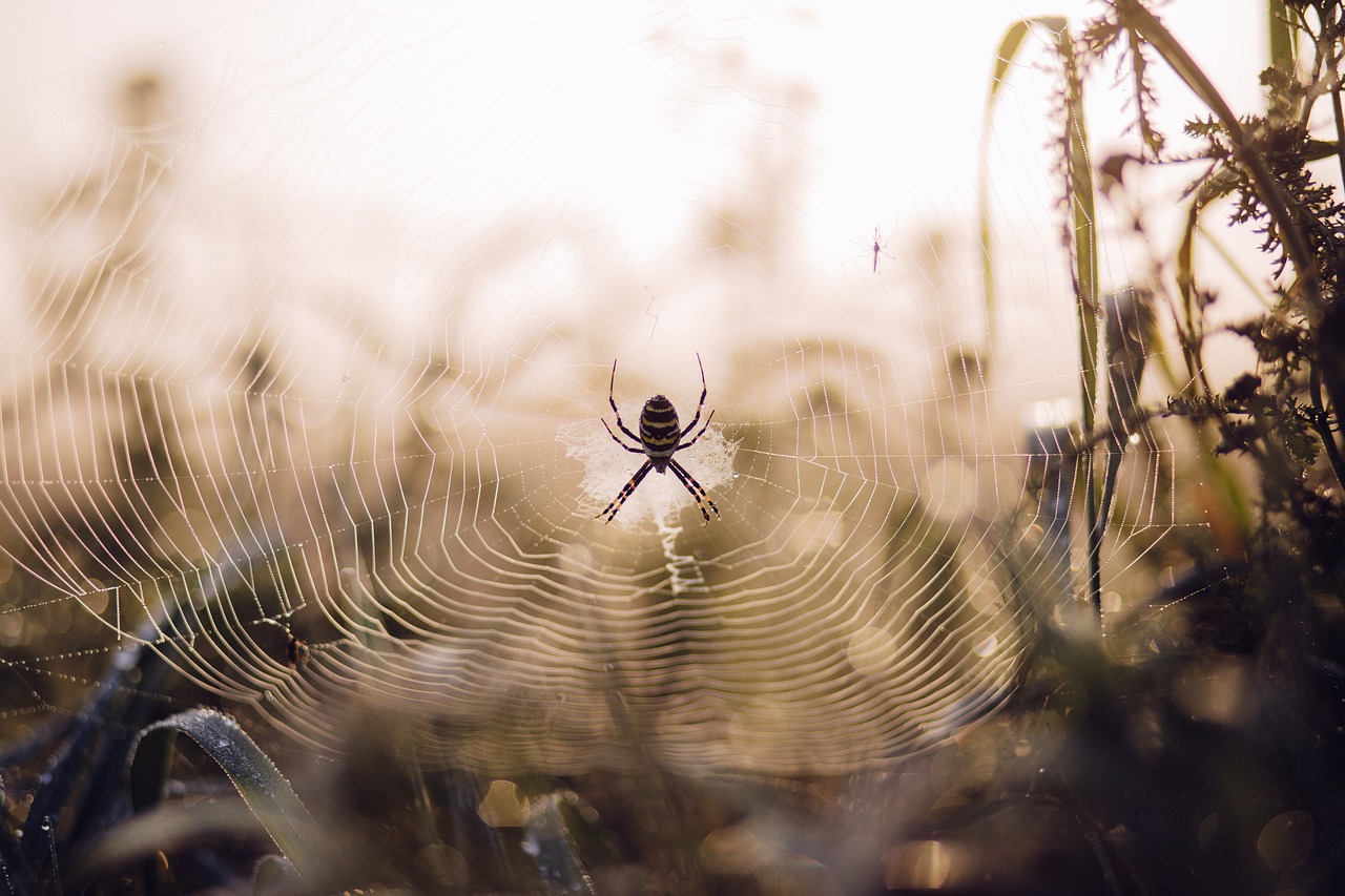 Image - spider web insect animal grass