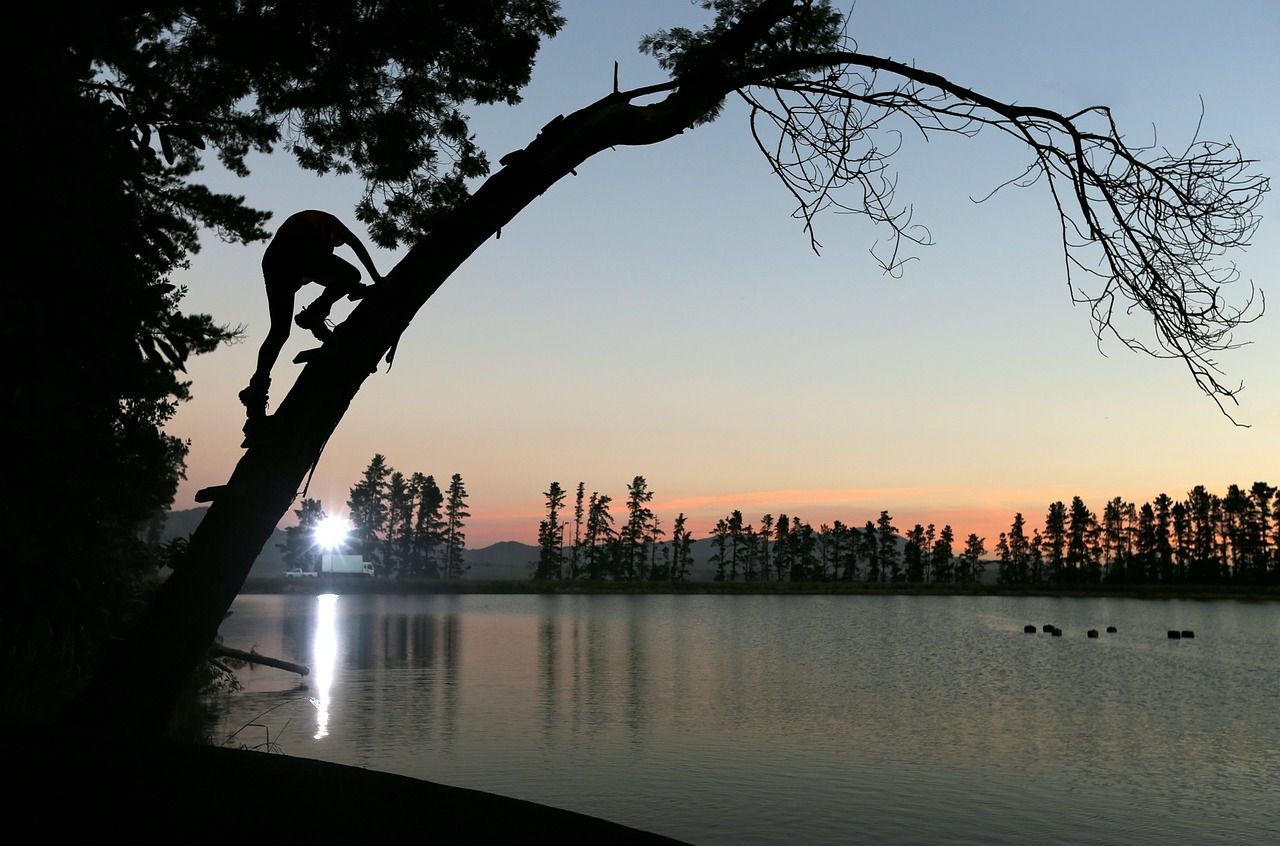 Image - people man climbing tree plant