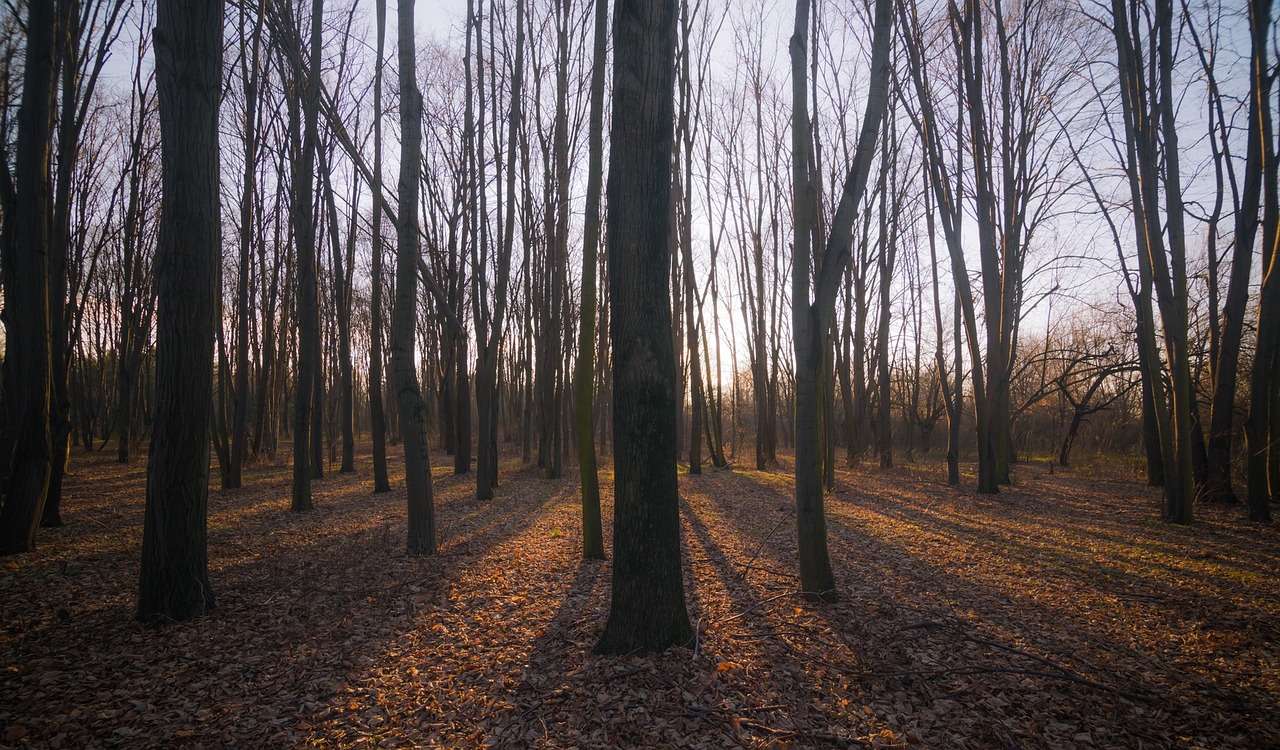 Image - dark trees plant nature leaf fall