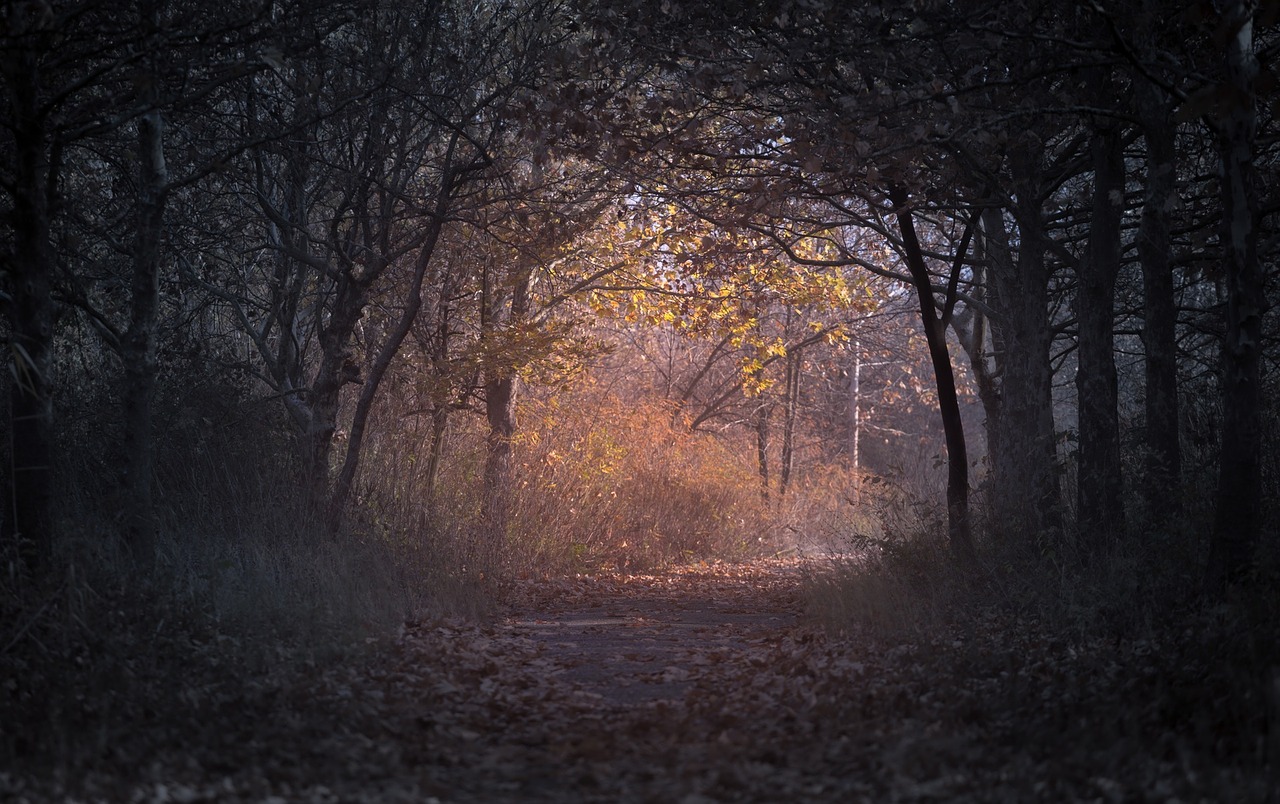 Image - dark trees plant nature path leaf