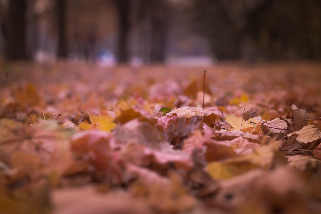 Image - leaf autumn fall nature blur