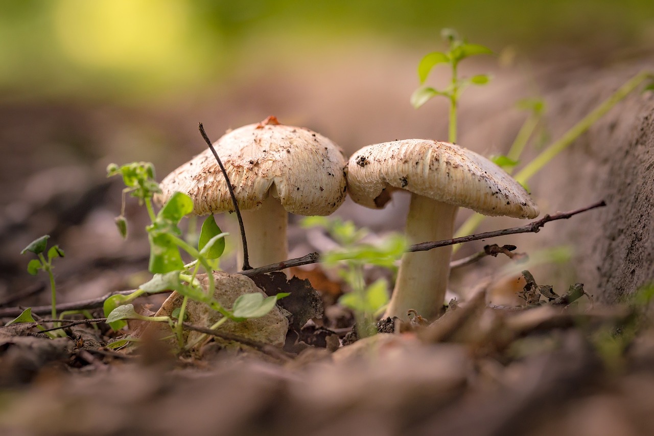 Image - grass outdoor blur mushroom food