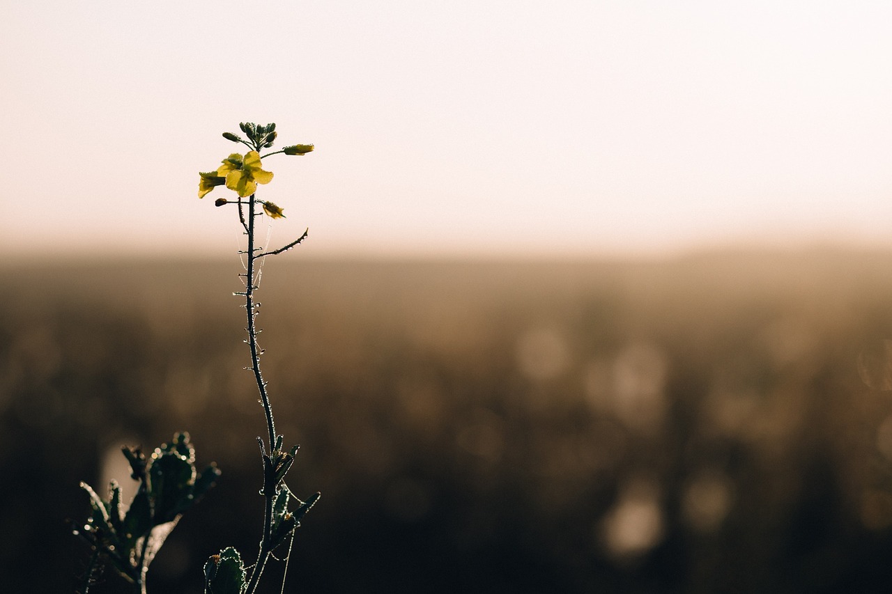 Image - flower plant nature stem dark