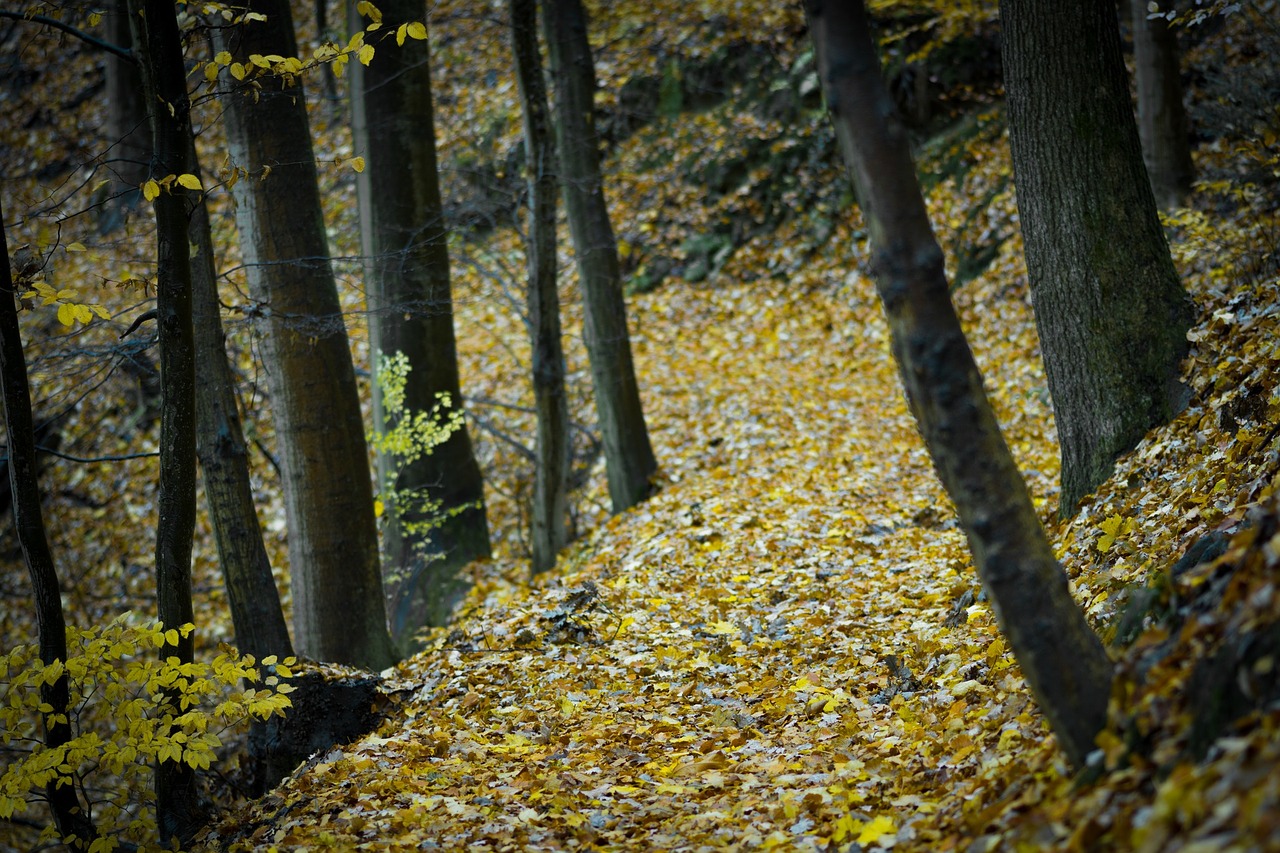 Image - woodland highland leaf fall trees