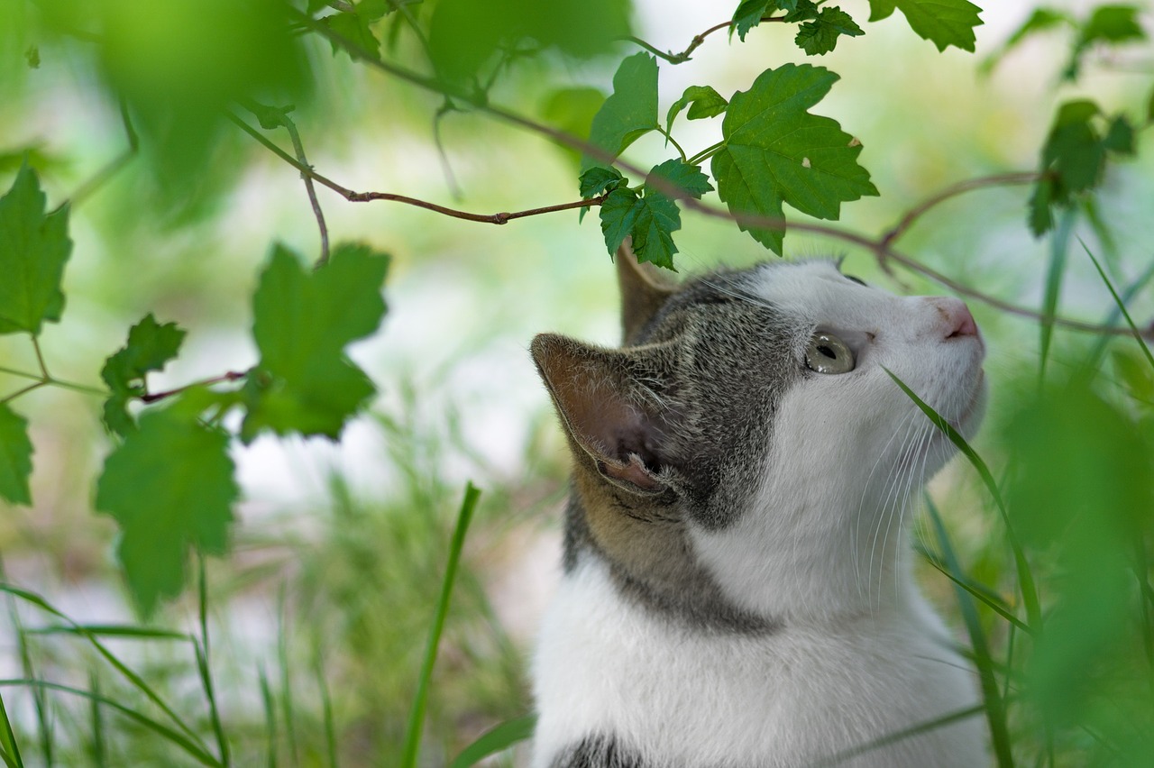 Image - green plant backyard nature cat