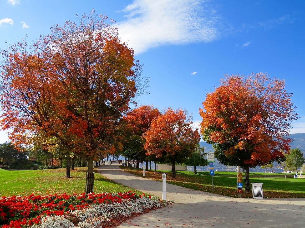 Image - park green grass nature plant