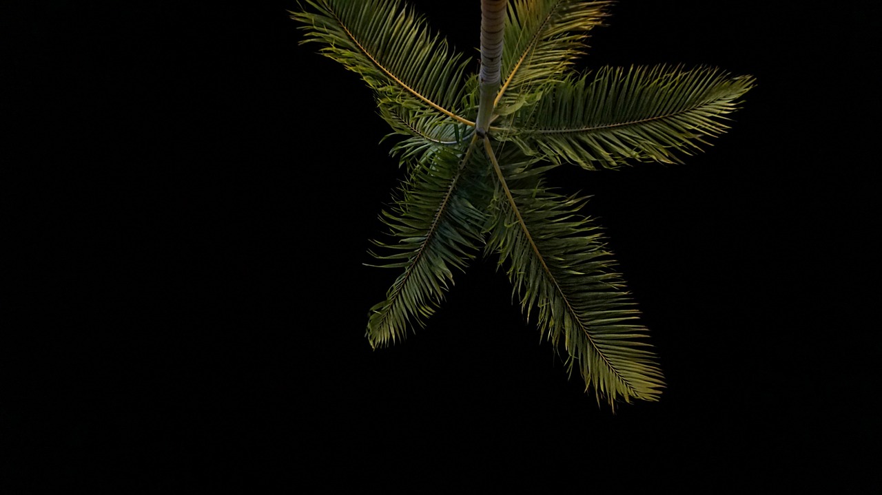 Image - dark night sky tree plant nature
