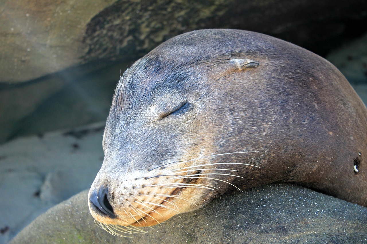 Image - sea lion animal water rock nature