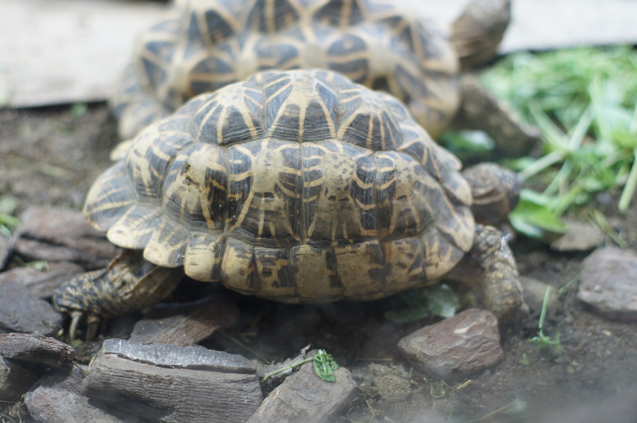 Image - turtle for