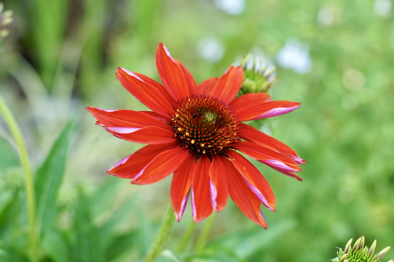 Image - hana flower flowers