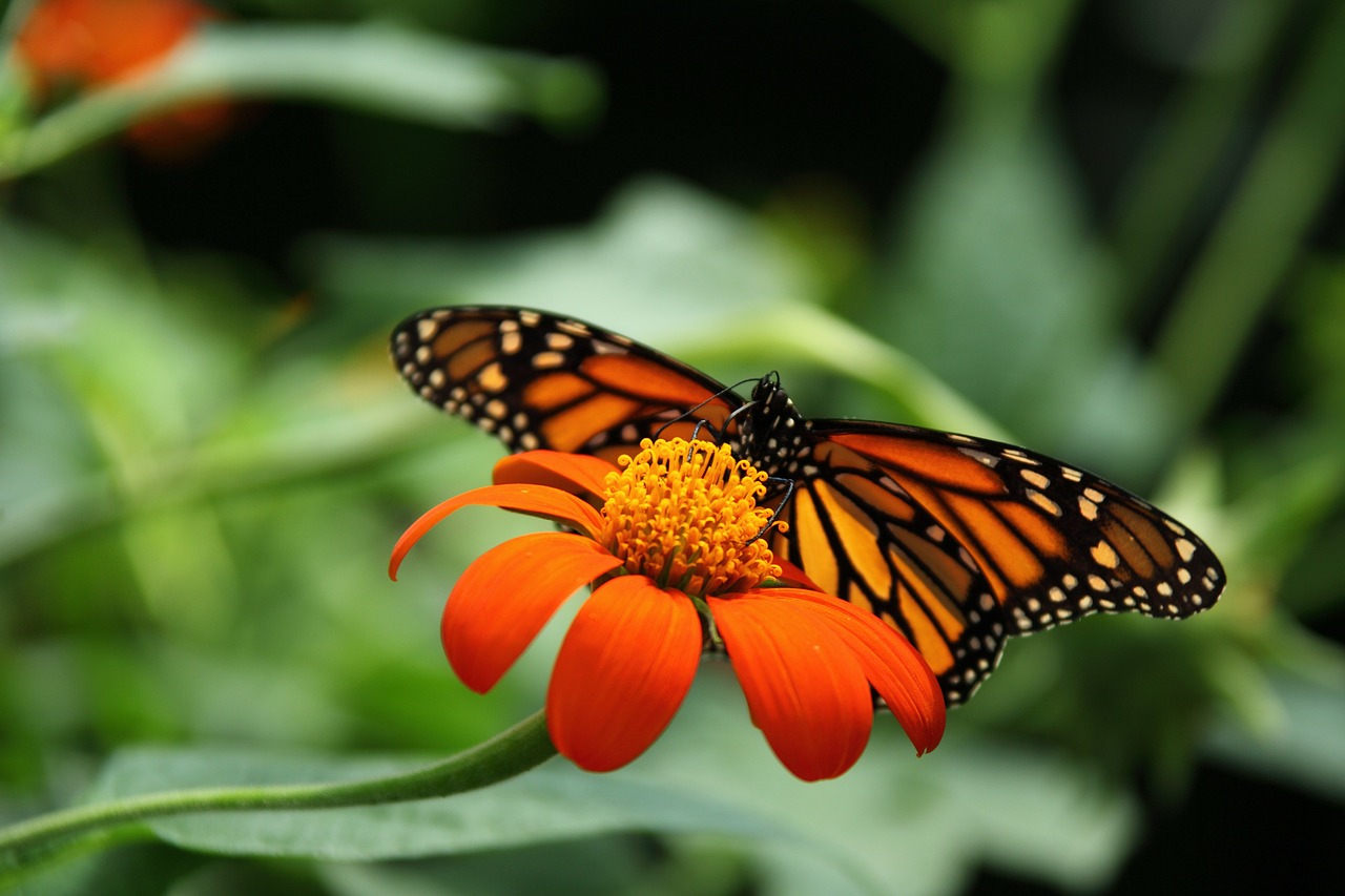 Image - animal beautiful monarch butterfly