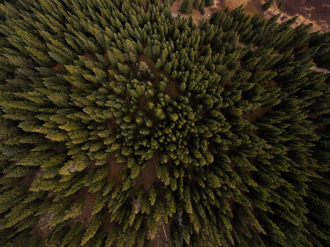 Image - aerial view pine trees plants