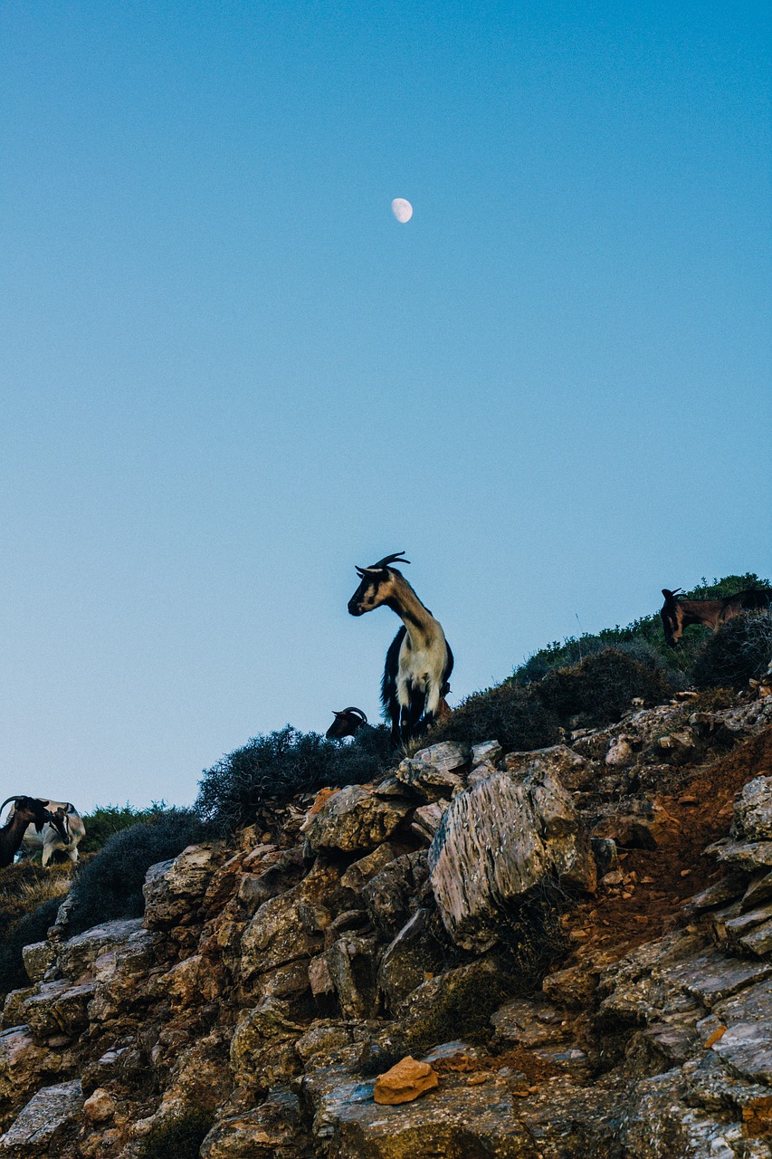 Image - highland grass rock goat animal