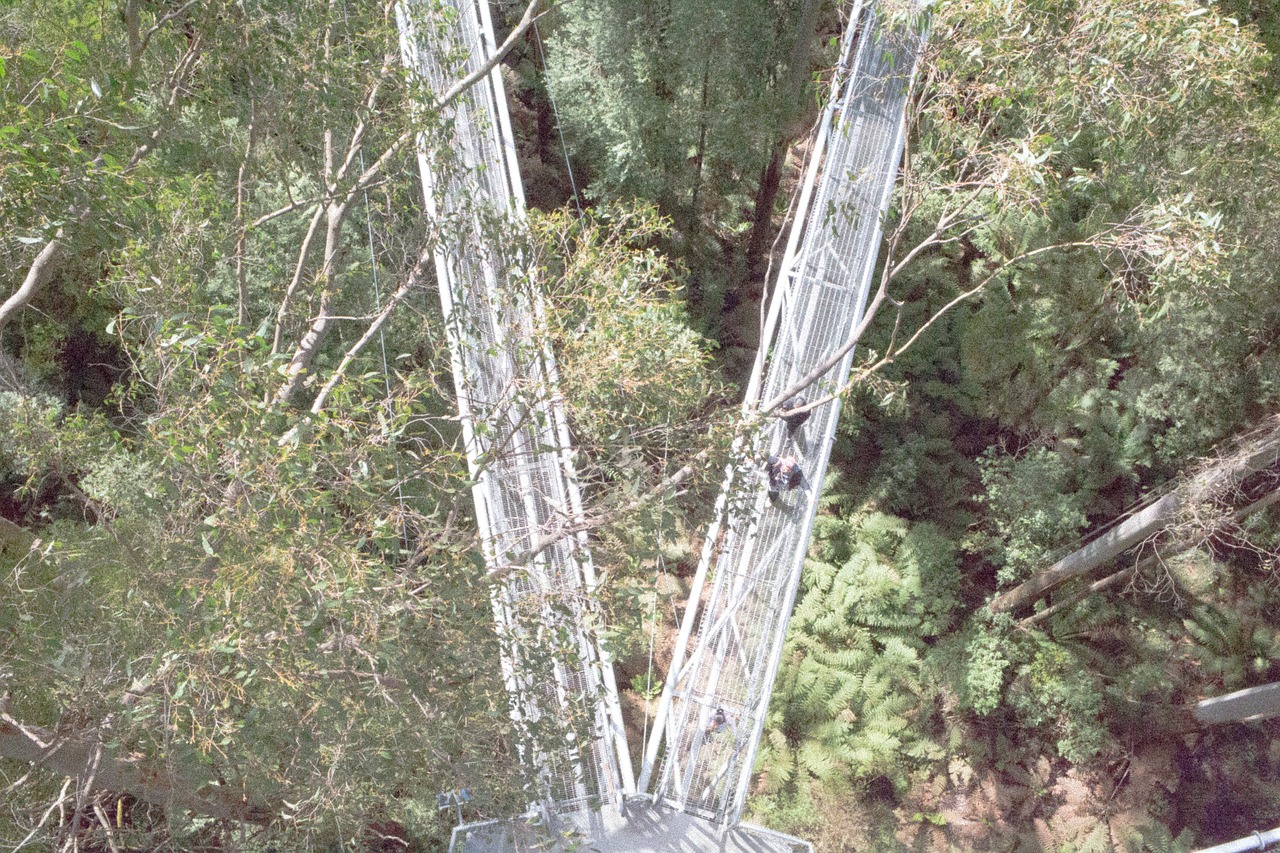 Image - trees plants nature forest steel