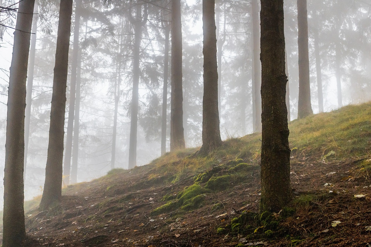 Image - highland mountain trees plant