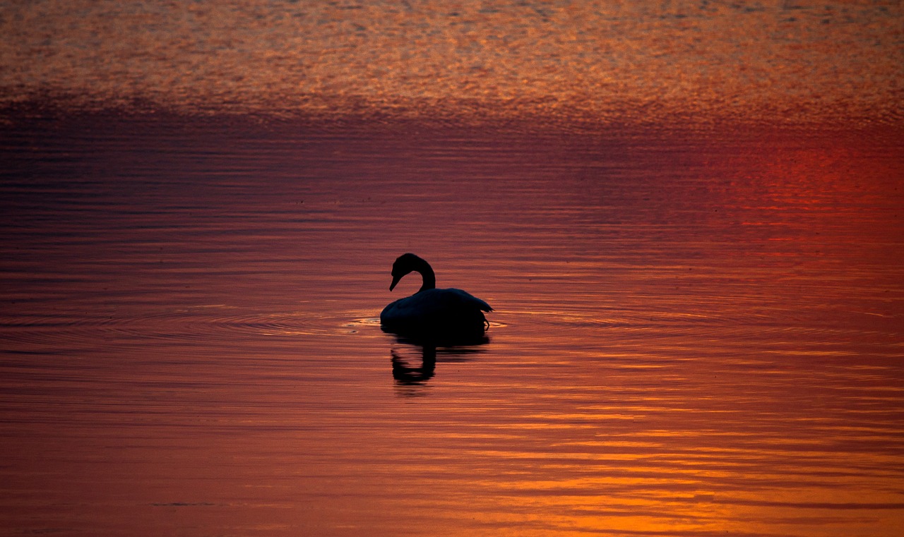 Image - lake water bird animal duck