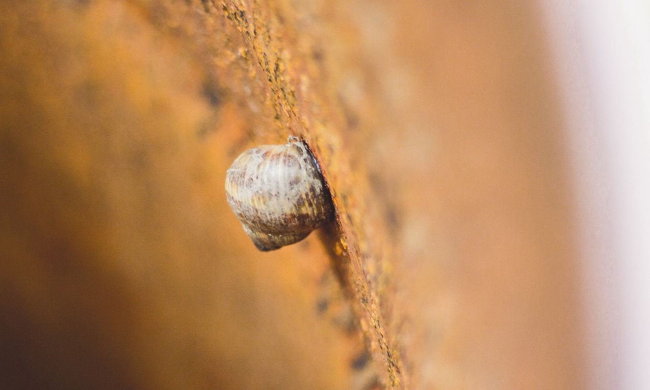 Image - wall blur snail shell