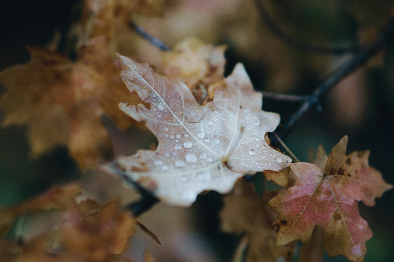 Image - leaf autumn fall nature blur wet