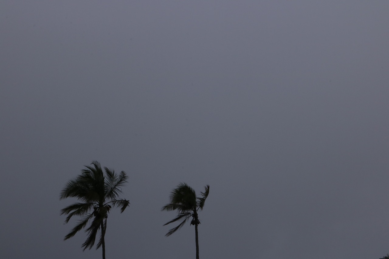 Image - dark sky coconut tree plant